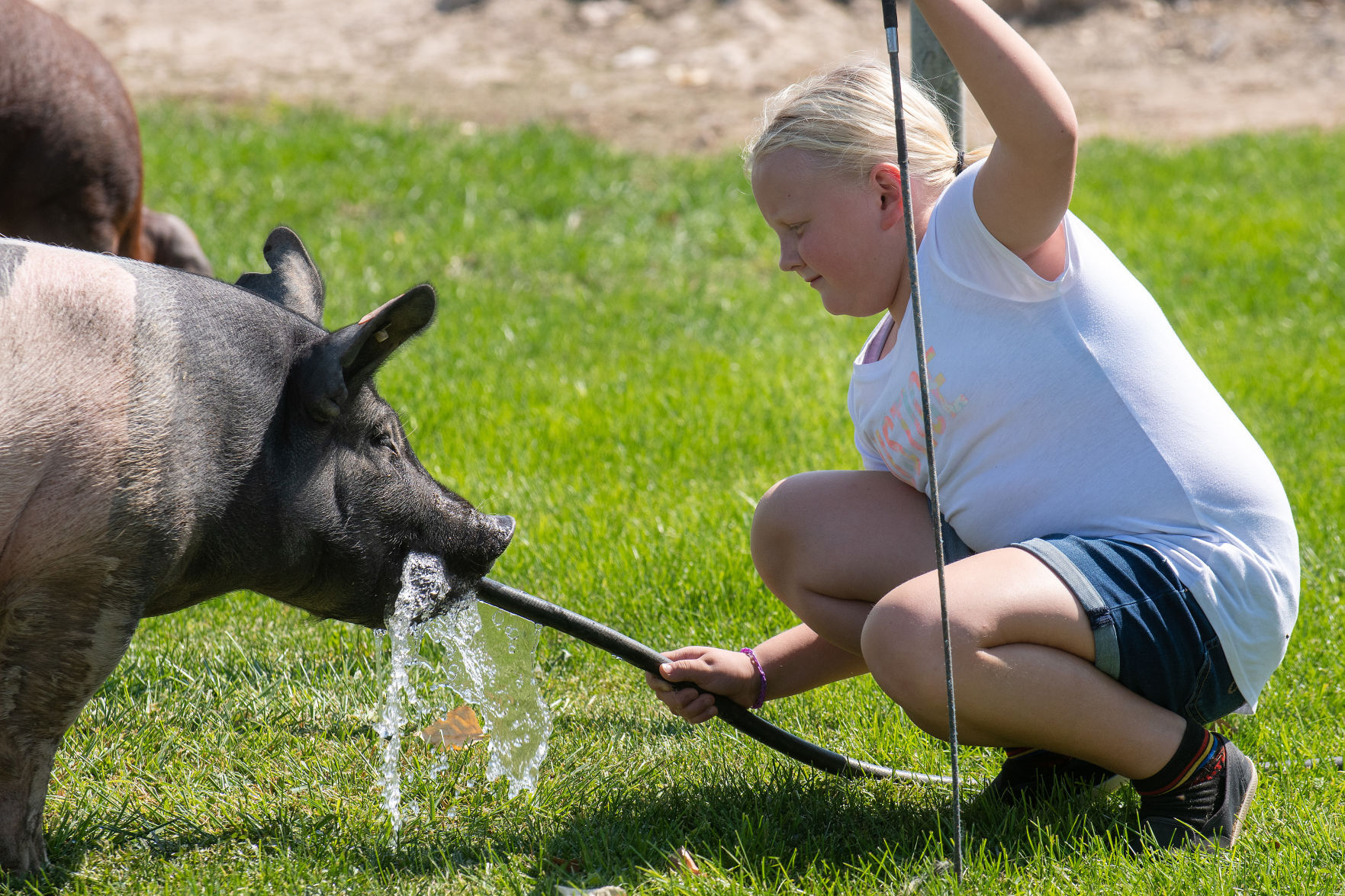 Preparing for the fair